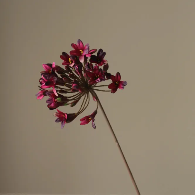 Hovedbilde Botané Studio Mørk Rød Agapantus Blomst