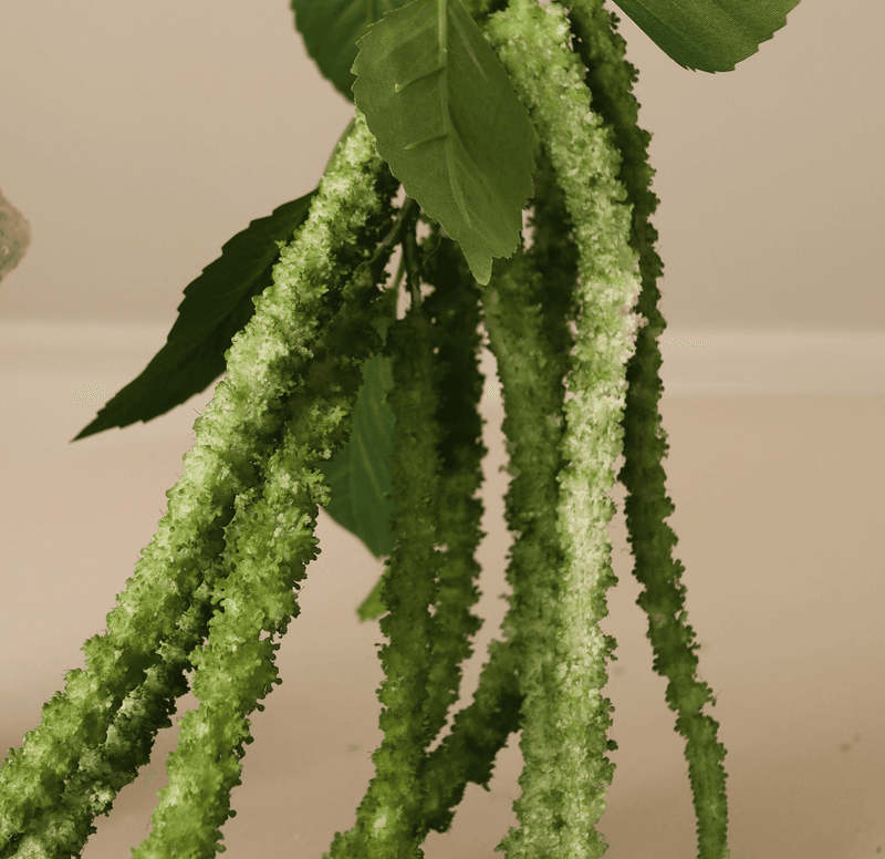 Botané Studios Green Three Forks Amaranthus Flower